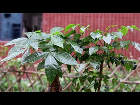 門口 養蓮花 風水|10種旺財門口植物